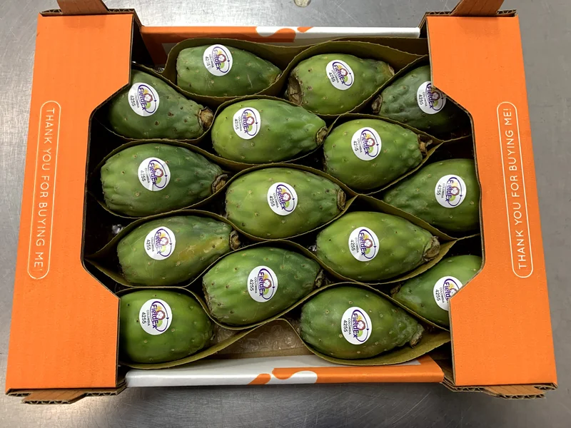 Cactus Fig - Image 3